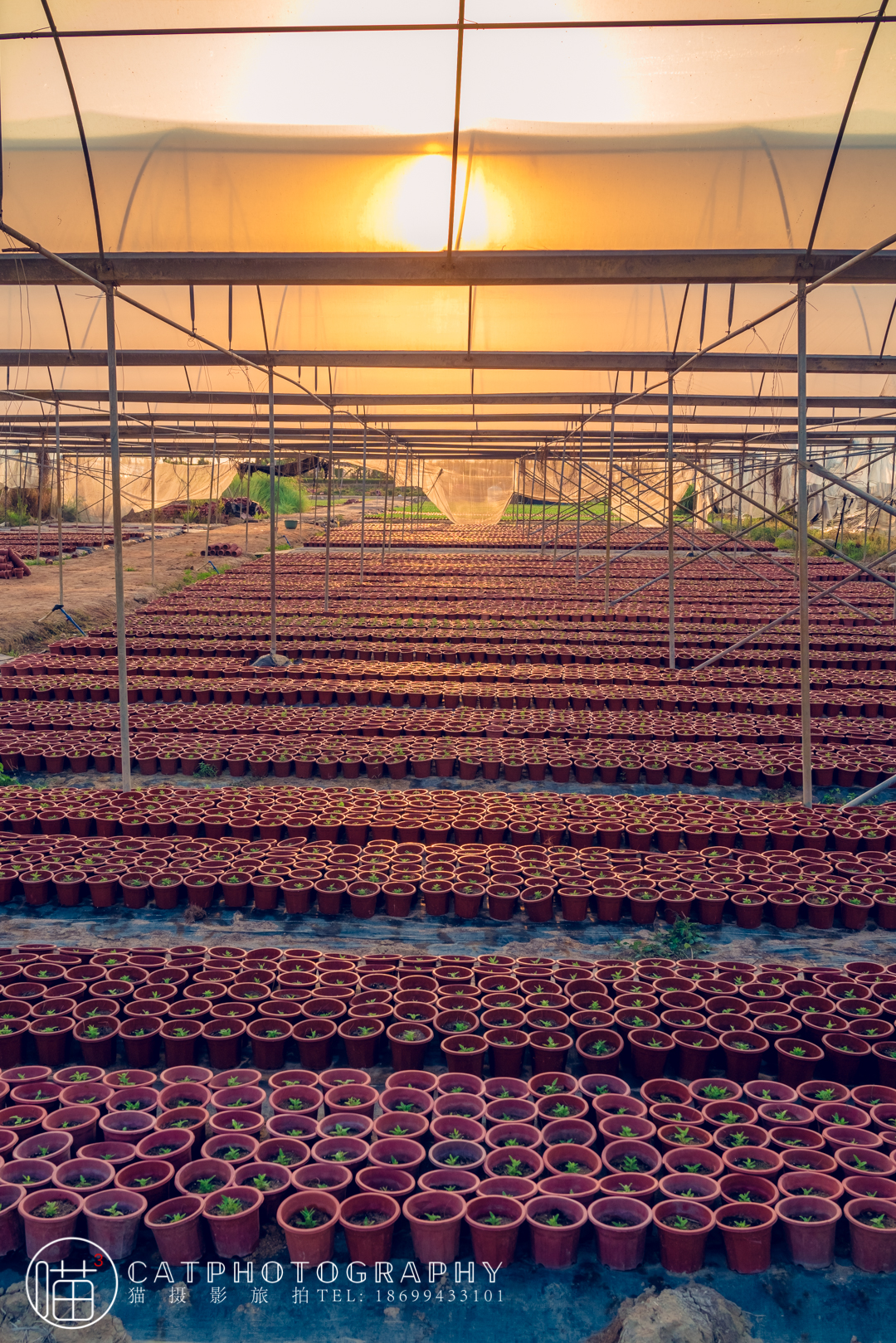 猫摄影┨大棚里的花圃