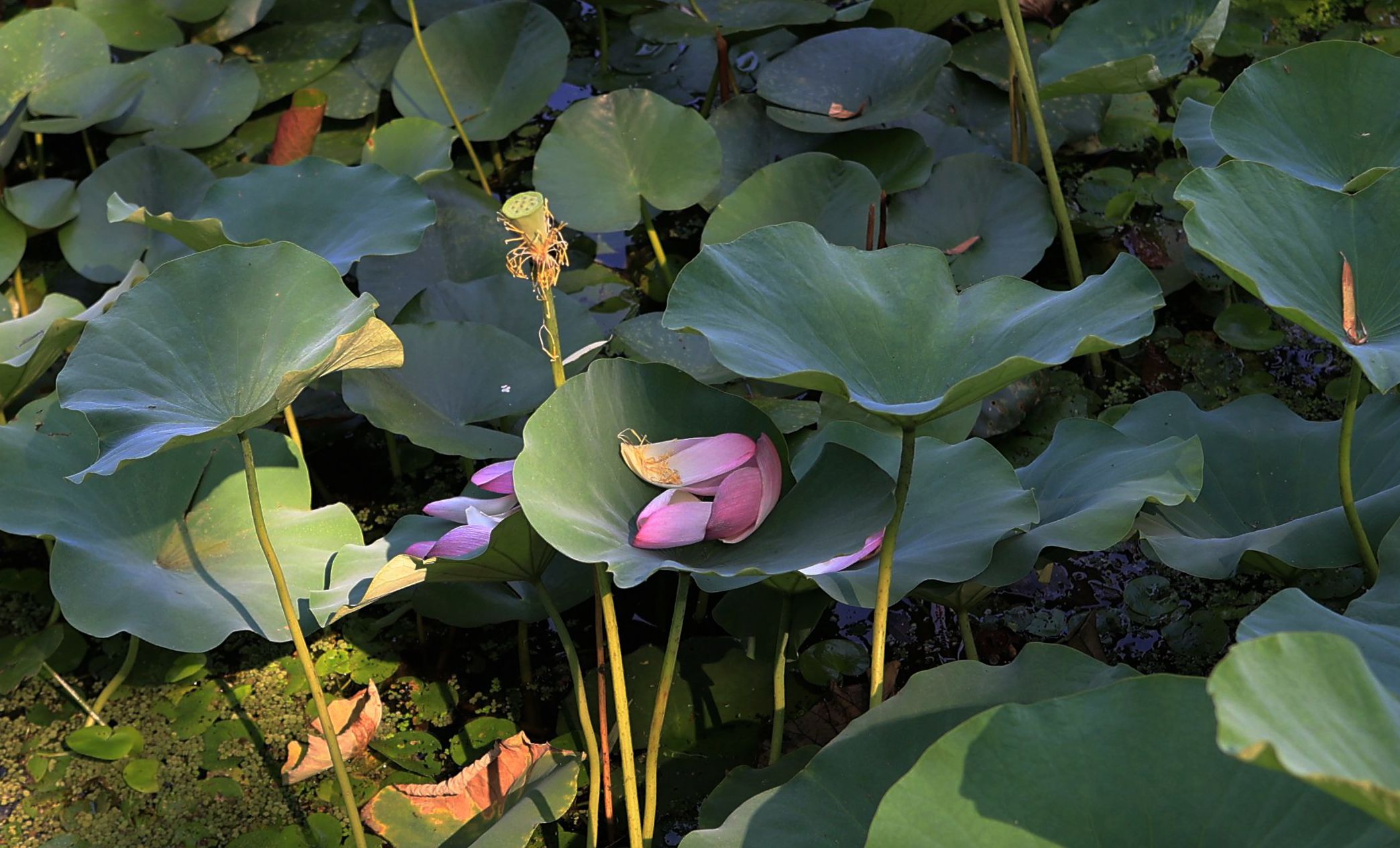 朝阳公园随时拍摄的花儿，，