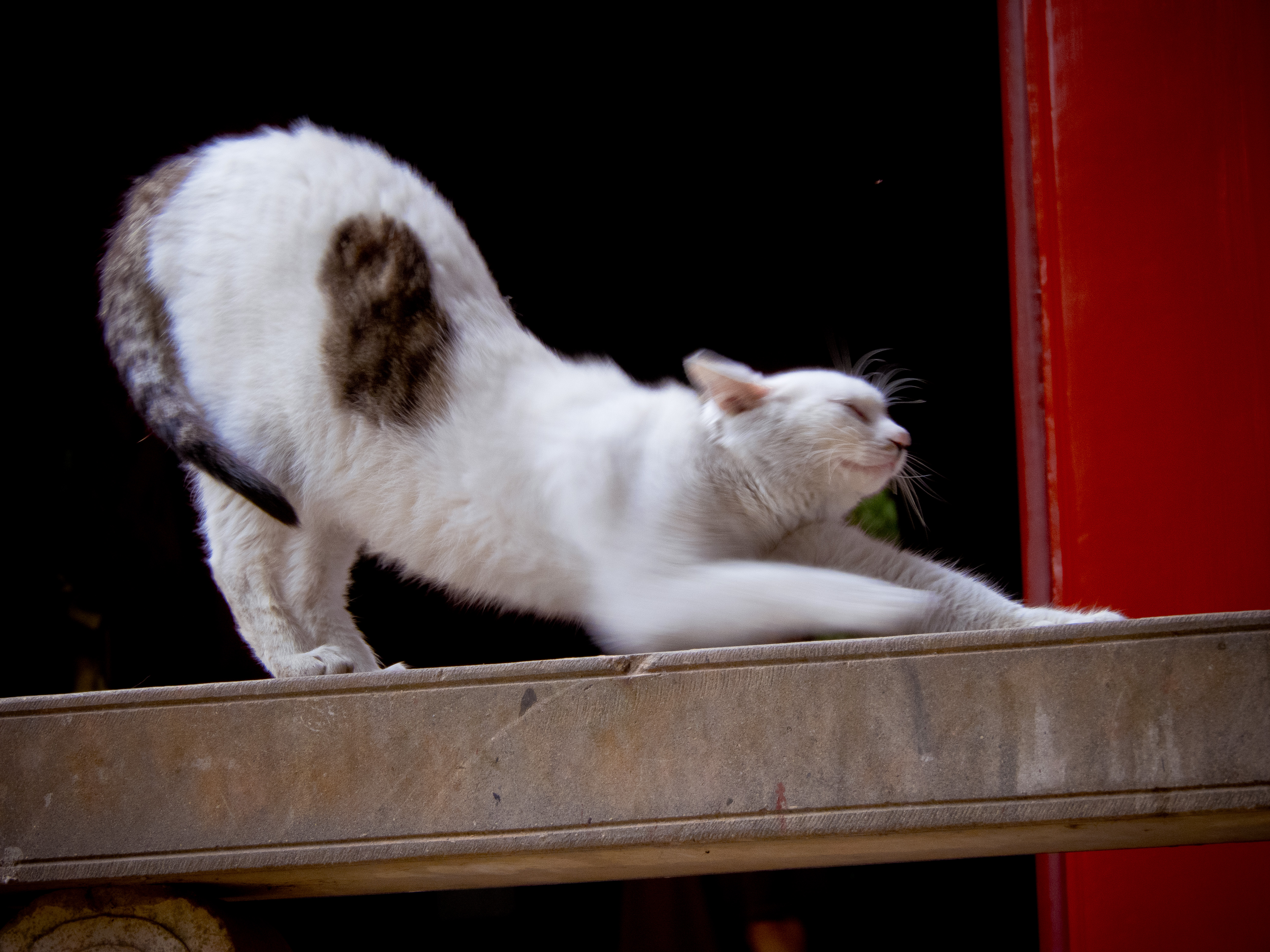 寺院里的猫咪