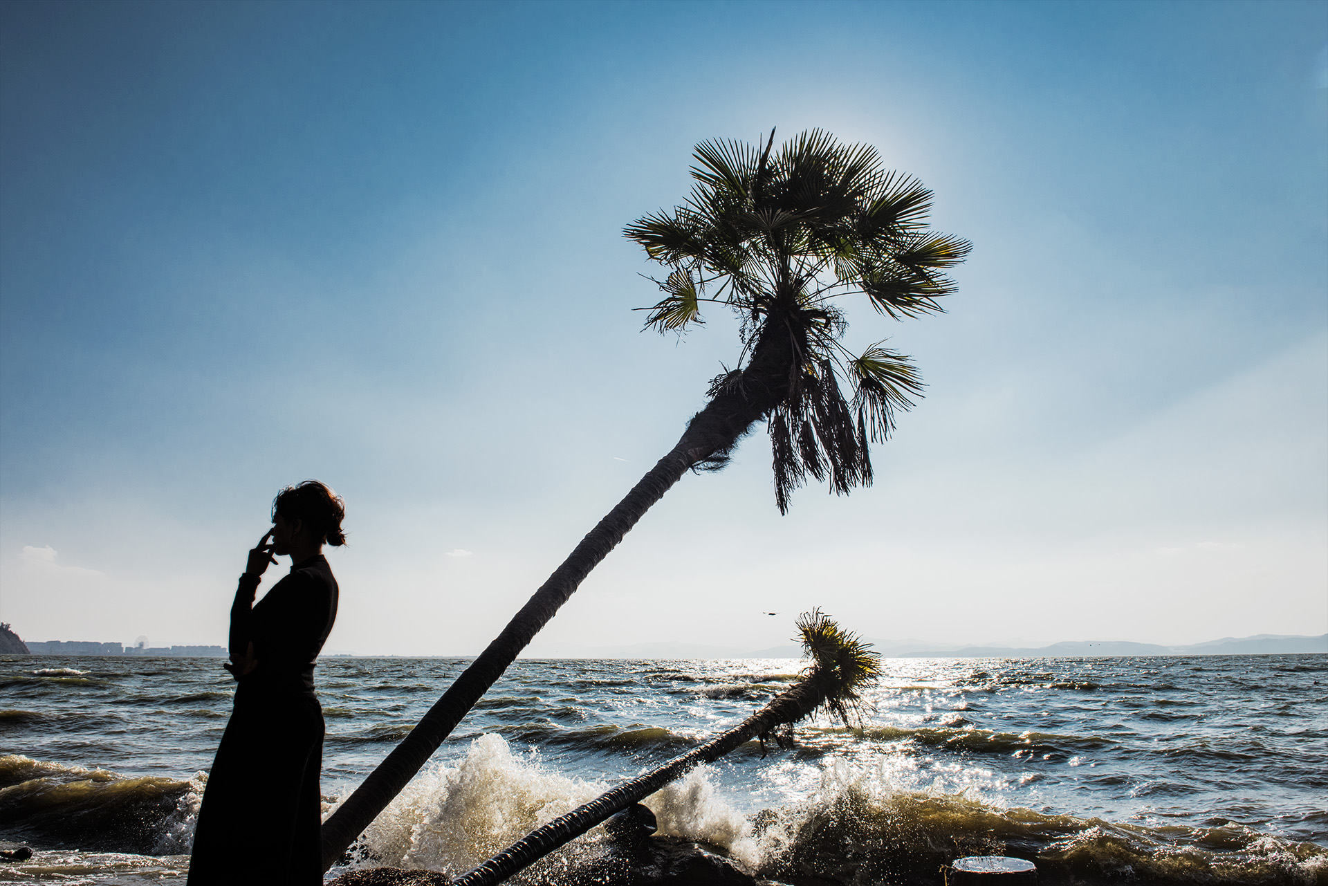 滇池湖畔两棵树