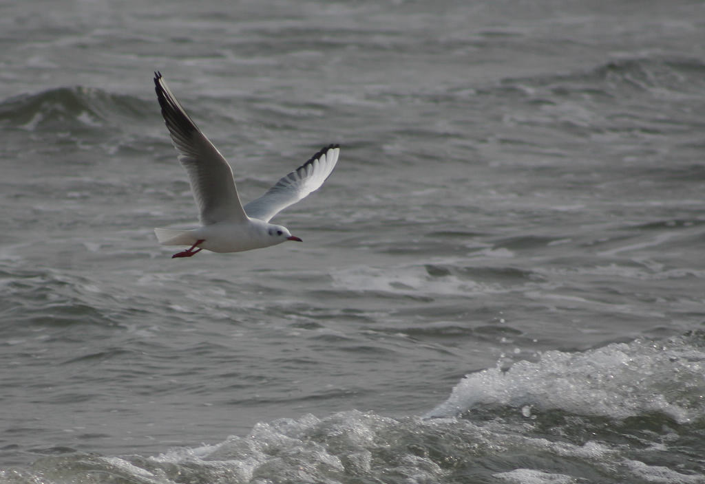 北戴河——海鸟