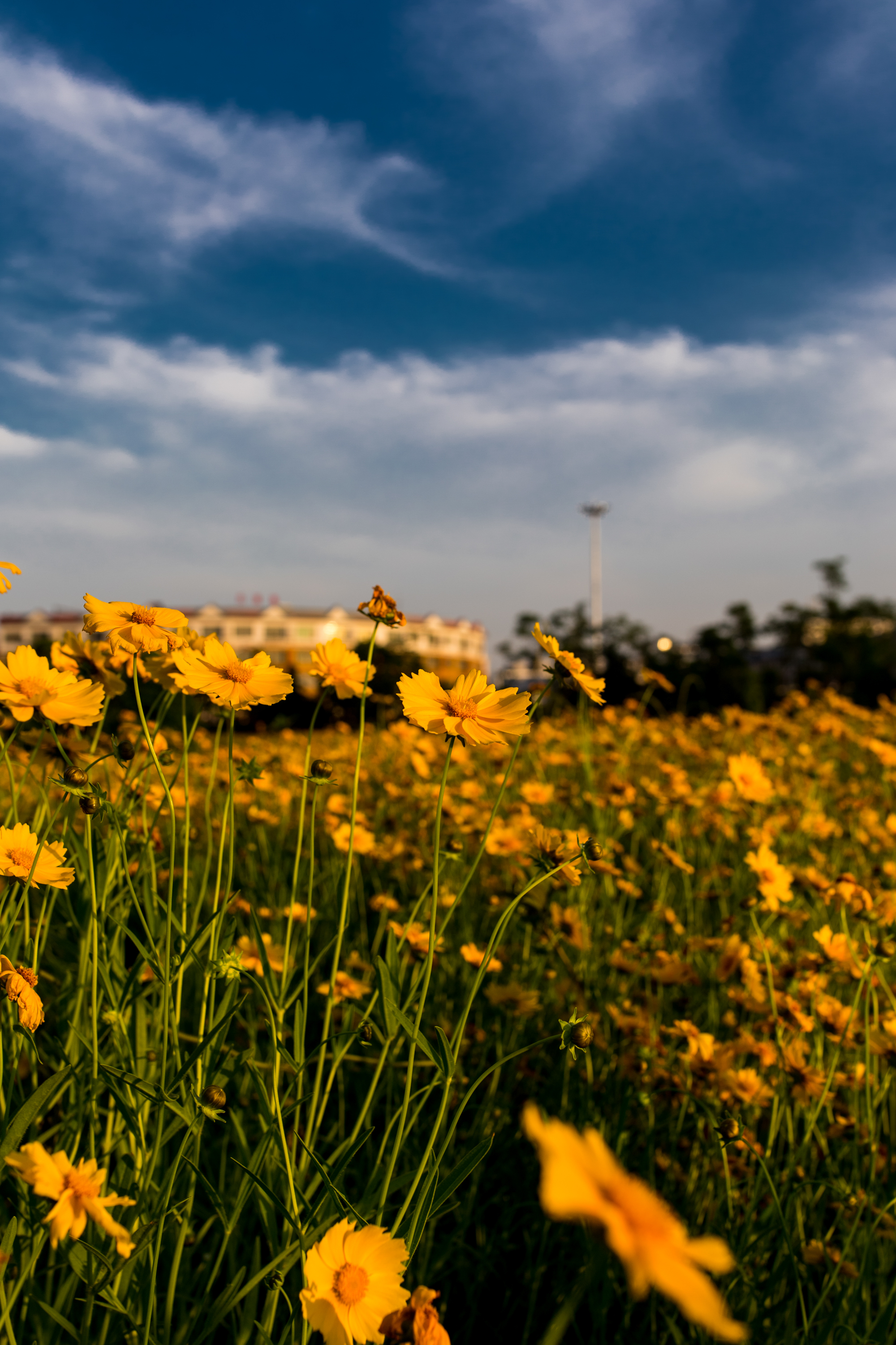 花园黄昏 金簪花开