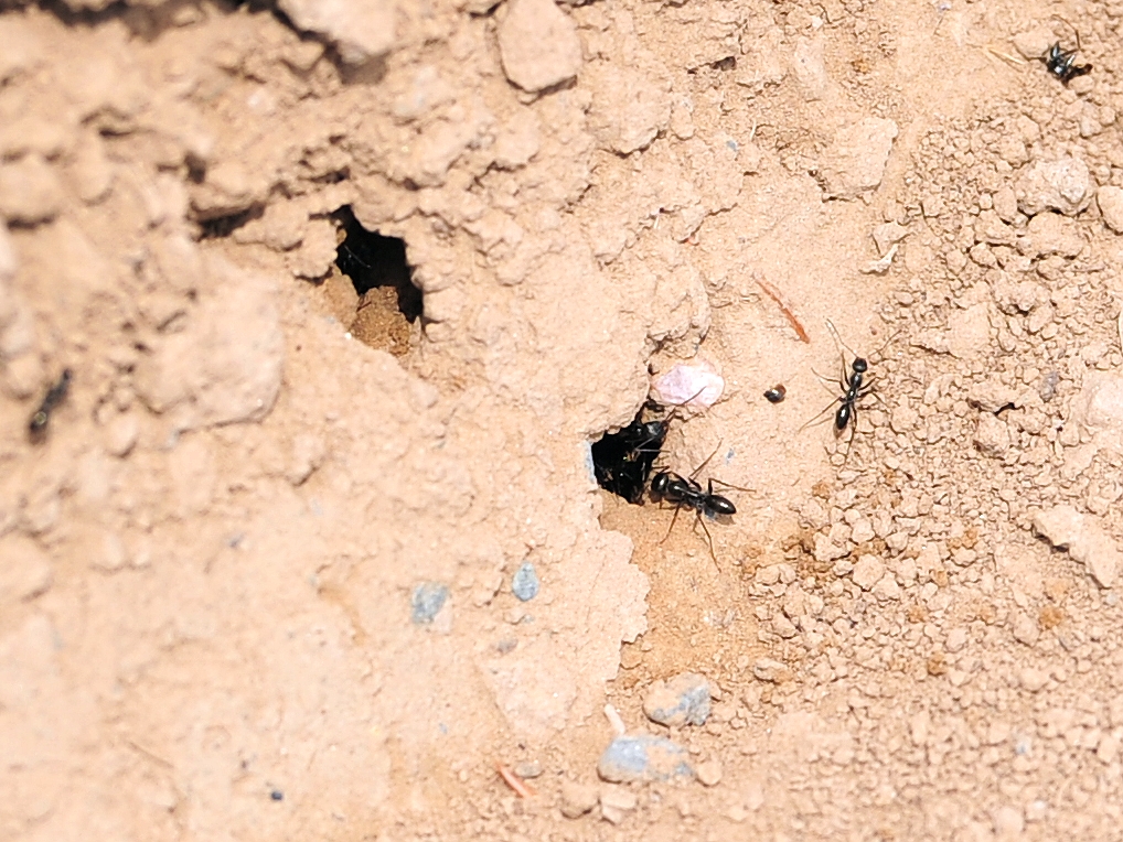 "蚂蚁出更"——学拍微距