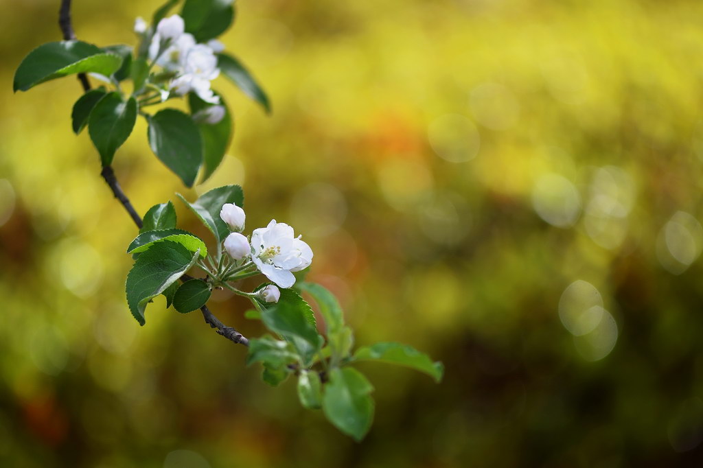 【原创】海棠(二) · 白色的西府海棠 (敦煌)