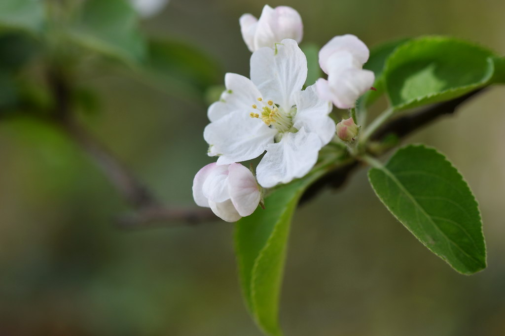 【原创】海棠(二) · 白色的西府海棠 (敦煌)