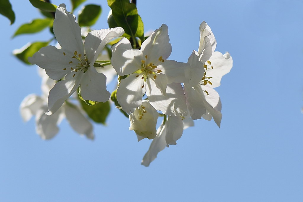 【原创】海棠花(二) · 白色的西府海棠花