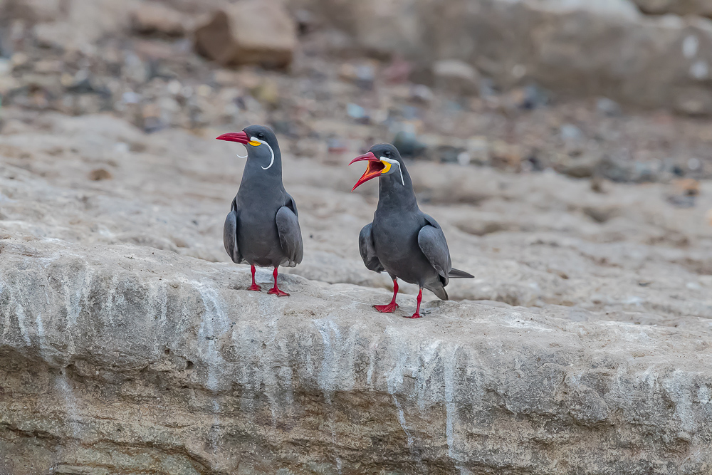 印加燕鸥 最有特色的燕鸥