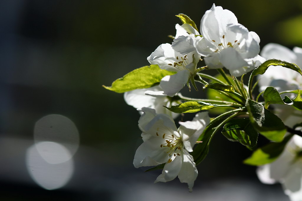 【原创】海棠花(二) · 白色的西府海棠花