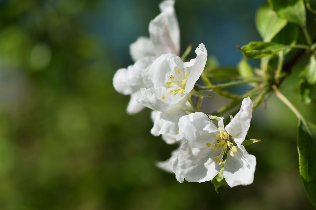 【原创】海棠花(二) · 白色的西府海棠花