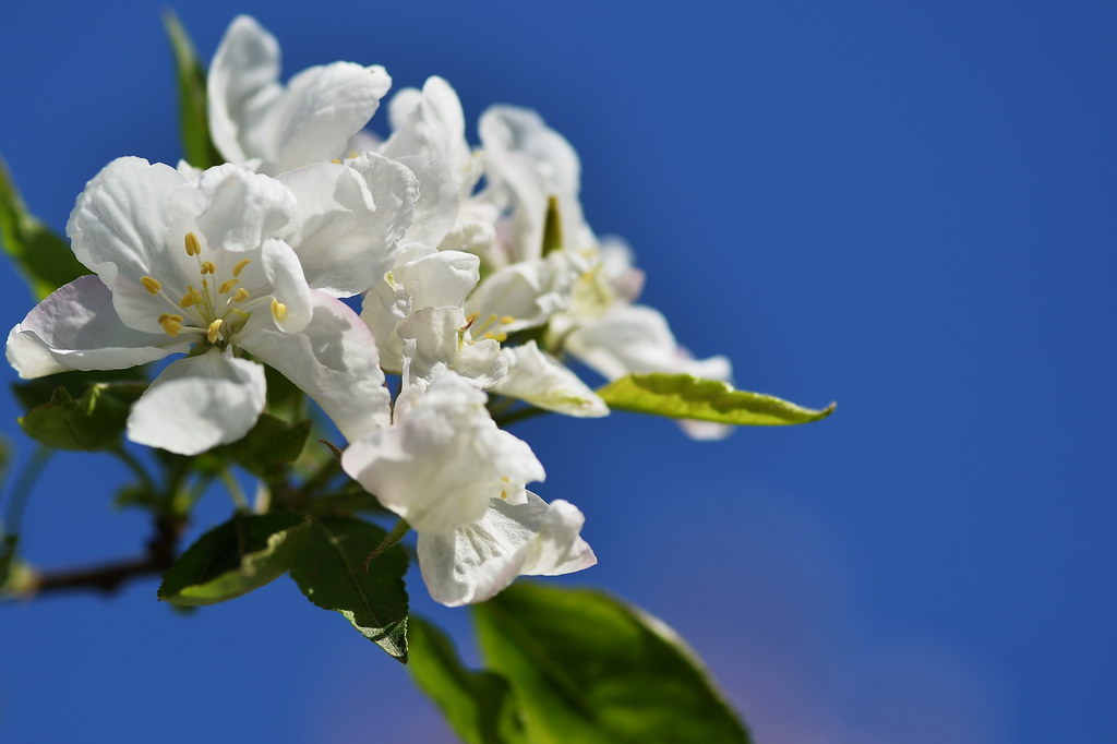 【原创】海棠花(二) · 白色的西府海棠花