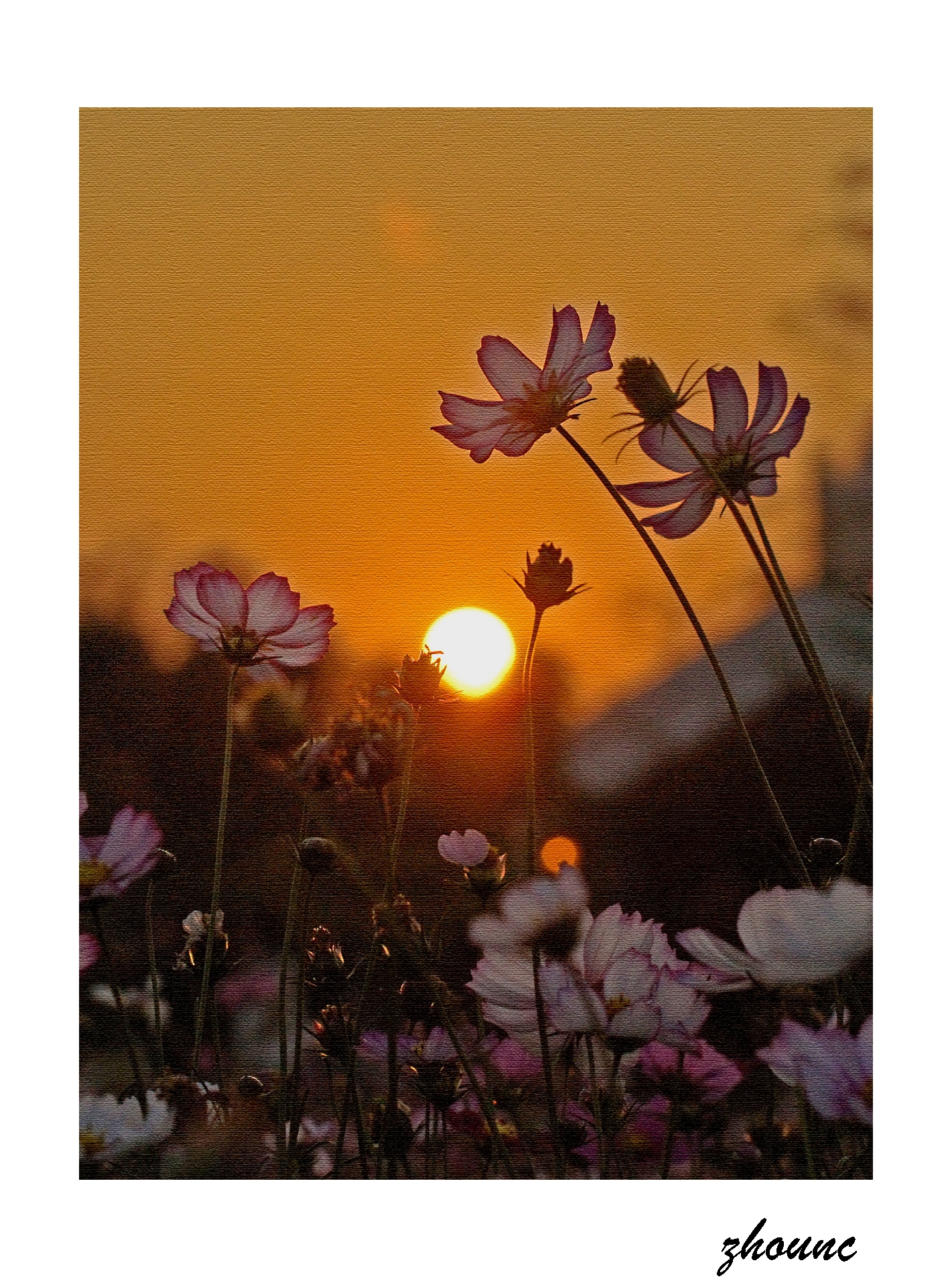 黄昏去拍格桑花